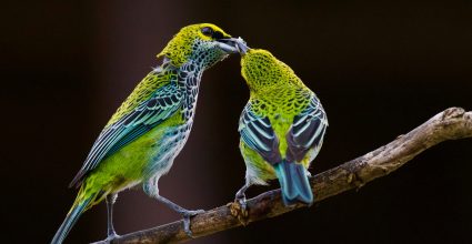 Two birds sharing food